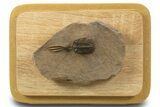 Trident Walliserops Trilobite - Exceptional Preparation #334856-2